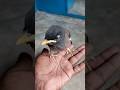 baby bird #birds #common_myna