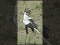 stylish walk of secretary bird