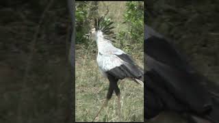 Stylish Walk of Secretary Bird