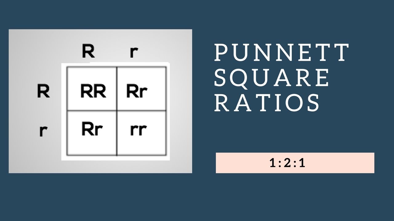 Genotypic Ratios And Phenotypic Ratios For Punnett Squares - YouTube