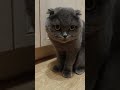 Вони хочуть мене з їсти 😮 they want to eat me cats catsworld scottishfold