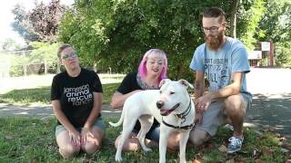 Annie, the deaf pit bull mix says goodbye to Napa and hello to Texas!