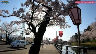 新潟県上越市『高田城址公園』『観桜会』