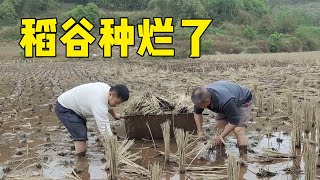 勇哥去看秧田路上意外发现稻谷种烂了一大半【乡野勇哥】