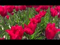 チューリップフェスティバル　新潟県胎内市　14.5.3　花畑 tulip festival 郁金香节