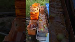 d steaming mango on the biggest organic mango farm in Queensland Australia