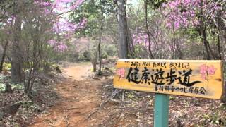 豊川市指定天然記念物　冨士神社のコバノミツバツツジ（平成24年度）