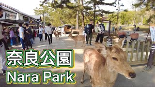 奈良公園を歩く　Stroll through Nara Park  2023.4.21