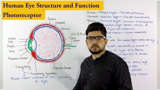 Structure of Human Eye | Photoreceptor | Biology lecture