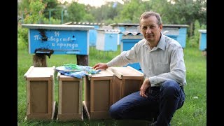 Bee packages with young queens | Hedgehog in the apiary