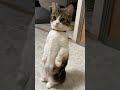 びっくりして真っ直ぐ立っちゃったマンチカンの子猫が可愛すぎる shorts