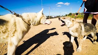 MI HUSKY CONOCE AL LOBO DE YOSOYPLEX EN PERSONA