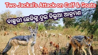 Two Jackal's Attck On Calf and Goats In Village। ବାଛୁରୀ ଓ ଛେଳି ଙ୍କୁ ବିଲୁଆ ଆକ୍ରମଣ। ମୋର ଗାଁ