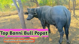 👌TOP BREED पोपट ओरिजनल Banni नस्ल का शानदार  Bull ।। PR.GADHVI Aai Krupa Dery Farm Mandvi Kutch