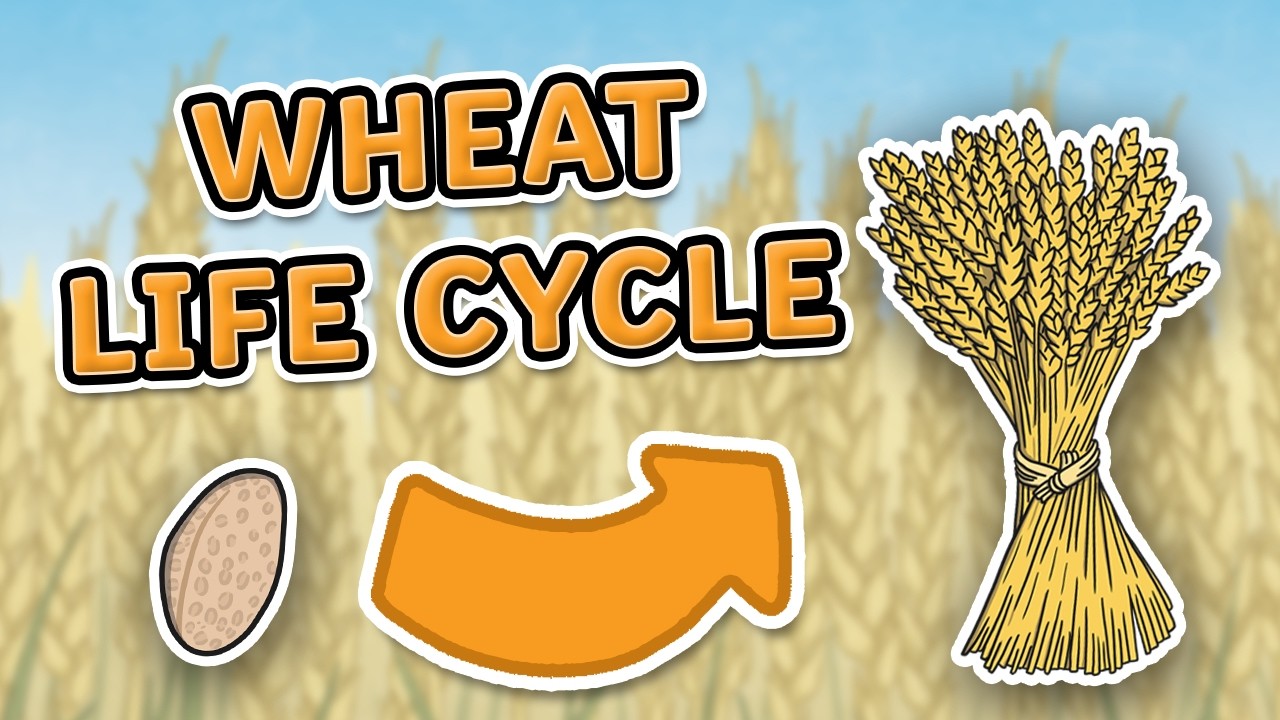 Bread Wheat Plant Life Cycle The Science Of Global Food