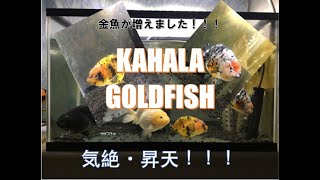 金魚投入 ！！！　どんどん増えちゃう（笑）　KAHALA GOLDFISH 金魚専門店カハラ