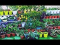 biggners जनवरी में नर्सरी से इन 10 फ्लावरिंग प्लांट को अवश्य लायें top 10 flowering plant shopping