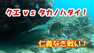 釣り人憧れの高級魚「クエ」にライバルが出現！？タカノハダイとクエの仁義無き戦いを水中映像で激写！