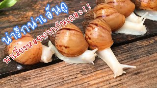 Giant African Tiger Snail มาเลี้ยงหอยทากยักษ์กันเถอะ!!