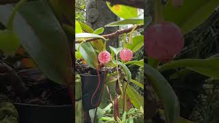 🇸🇬这里是新加坡Flower Dome.Gardens by the Bay.Singapore 花穹.滨海湾花园.新加坡#singapore#travel#travelvlog#flowers