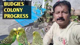 Australian parrots breeding progress | budgies care tips