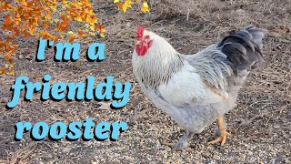 How to raise a friendly rooster