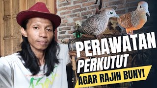 PERAWATAN PERKUTUT AGAR RAJIN BUNYI