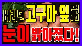 버리던 고구마 잎🍃 먹고 침침하던 눈이 밝아졌다! 노안! 고구마잎 이렇게 먹어야 효과 있다