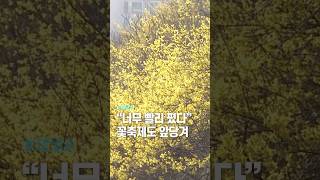 “너무 빨리 폈다”...꽃축제도 앞당겨 / 채널A #shorts