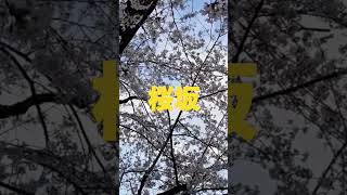 「桜坂」