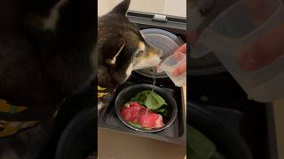 【asmr】ステーキ丼！暑い夏を乗り切る柴犬のためのご飯！！　#柴犬 #犬 #ご飯 #asmr