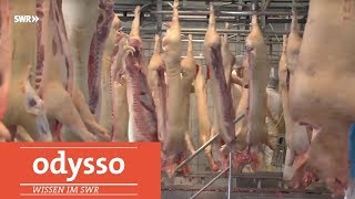 Tierschutz: Mangelhafte Kontrolle beim Schlachten! | SWR Wissen