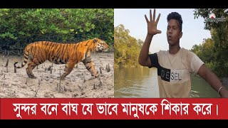 সুন্দর বনে বাঘ যে ভাবে মানুষকে শিকার করে।