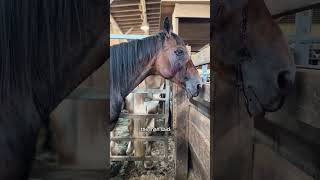 Ally rescues an injured mare at auction #horserescue