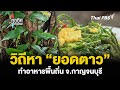 วิถีหา “ยอดตาว” ทำอาหารพื้นถิ่น จ.กาญจนบุรี | วิถีทั่วไทย | 8 ส.ค. 67