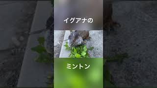 イグアナのミントン