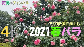 クリア映像で楽しむ2021春バラシリーズ　ピエール　ドゥ　ロンサール