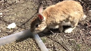 I need to somehow feed a rabbit that's afraid of humans!