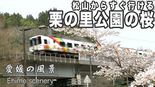 松山からすぐ行けて桜が見頃！伊予市の栗の里公園は桜が見頃を迎えています｜愛媛の風景(105)｜2024.03.30