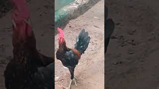 பைத்தியமா இவன் 🤣🤣🤣🤣🤣 #kozhi_koothugal #funny #funny_chicken #comedy