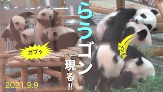 【楓浜🍁必死っ！投げ飛ばす“らうゴン流“子育て術📷9/9】良浜ママ🍯の方が楽しんでる？/ちょっと引くレベルの激しさ/baby panda/アドベンチャーワールド/fuhin/rauhin