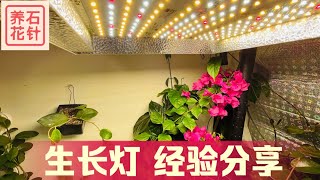 植物生长灯的使用心得，和一些购买建议 - 看看植物的生长效果 - LED Grow Lights