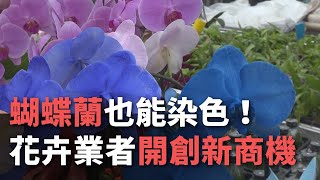 蝴蝶蘭也能染色！ 花卉業者開創新商機【央廣新聞】