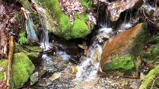 【40秒で魂を浄化できる川の音】岐阜県関市の21世紀の森公園