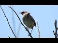 ノゴマの鳴き声（さえずり、地鳴き） siberian rubythroat 野駒 のごま 北海道野鳥