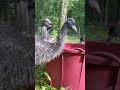 emus are outside