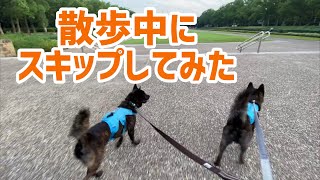 飼い主が突然スキップしたら【甲斐犬】