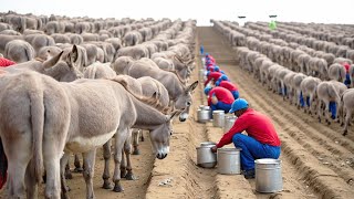 Millones de burros criados el secreto de la leche y la carne que te dejará en shock