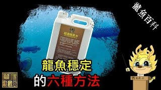 【龍爵士】龍魚百科 讓龍魚穩定的六種方法