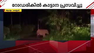 കണ്ണൂർ റോഡരികിൽ കാട്ടാന പ്രസവിച്ചു | Kannur | Elephant Delivery |